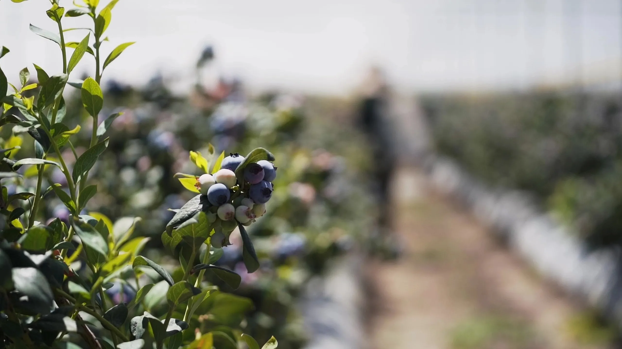 Blueberries_Blueberry